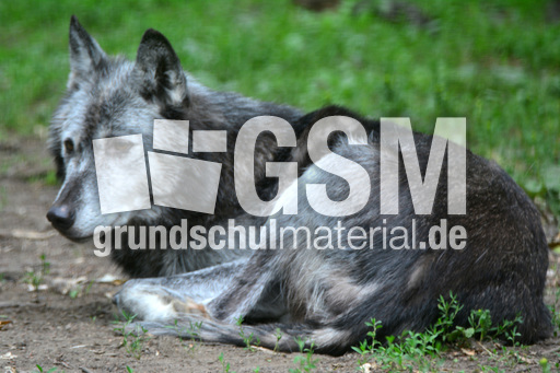 Timberwolf_1 (1).jpg